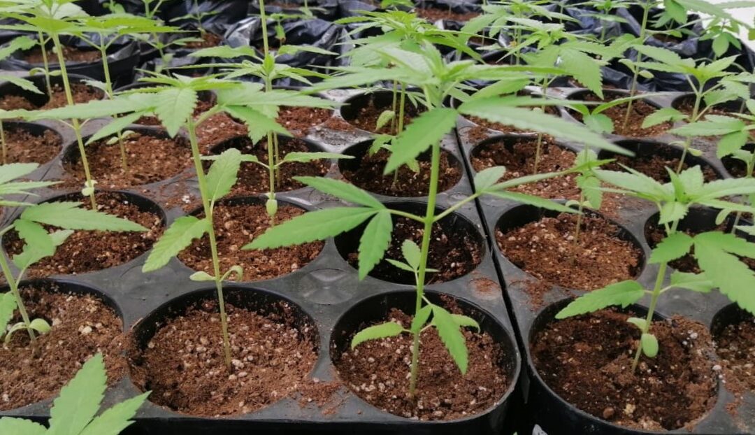 Nos otorgaron la licencia para la fabricación de derivados del cannabis