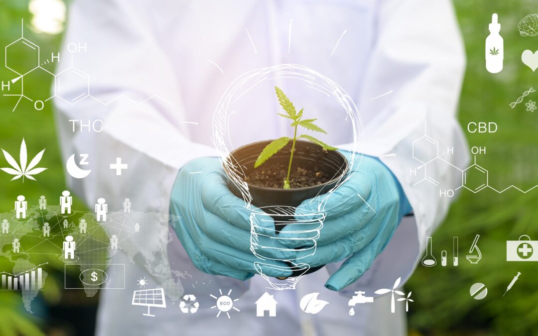 Nos otorgaron cupo suplementario de cultivo de plantas de cannabis psicoactivo