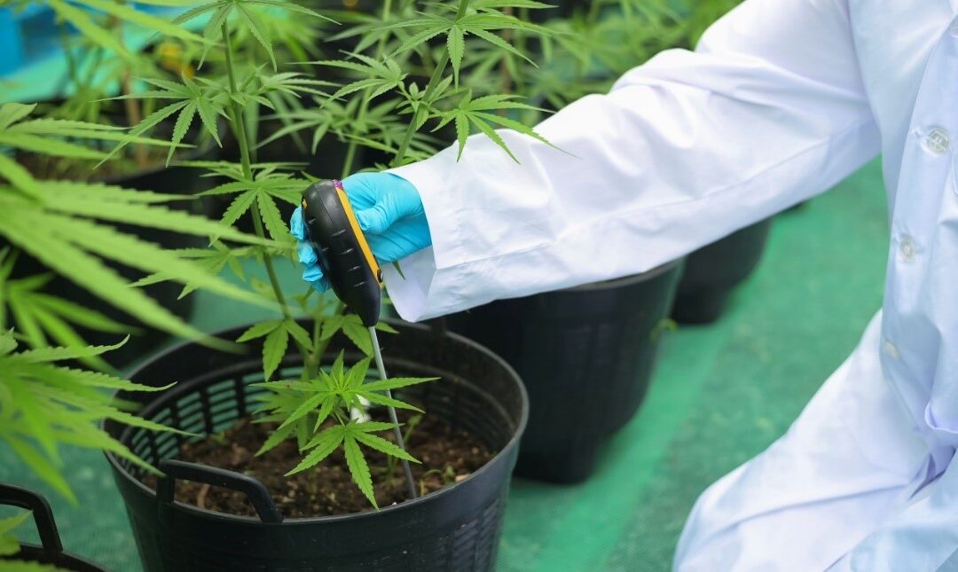 Inscripción de oficio como titular de licencia para fabricación de derivado de cannabis