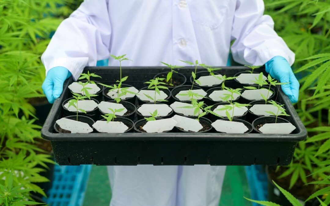 Comenzaron los procesos de adecuación para el inicio de las plantas madres