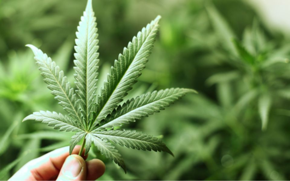 Ministerio de Justicia y del Derecho modifica licencia de cannabis psicoactivo
